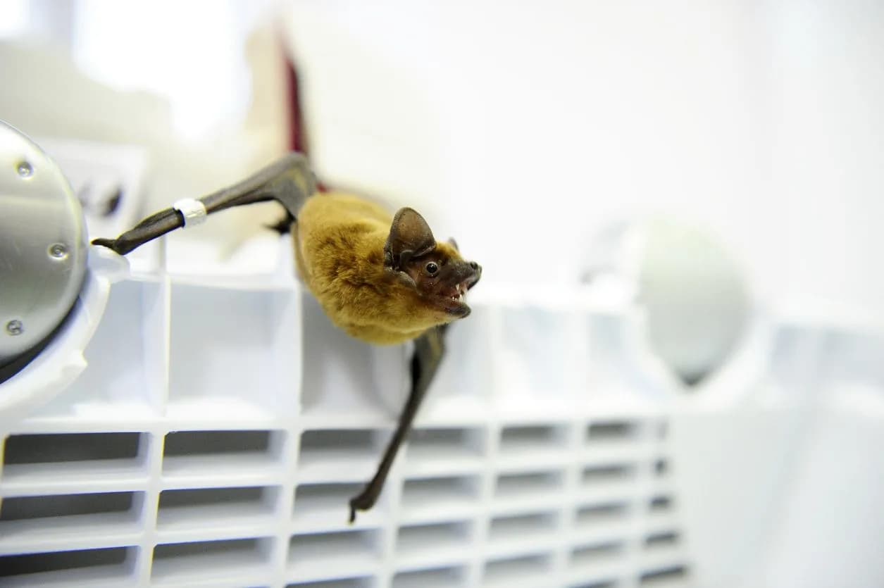 Watch Sky News exclusive: Footage proves bats were kept in Wuhan lab